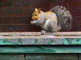Squirrel At Breakfast_DSCF03394